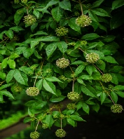 Organic siberian ginseng plant