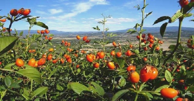 Rose hips growing wild